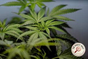 High and Armed: Supreme Court Tells Feds to Stop Disarming Weed Users