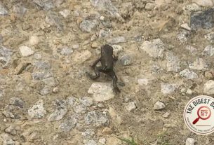 Too Hot to Hop: Migrating Frogs Shut Down Northumberland Parkrun