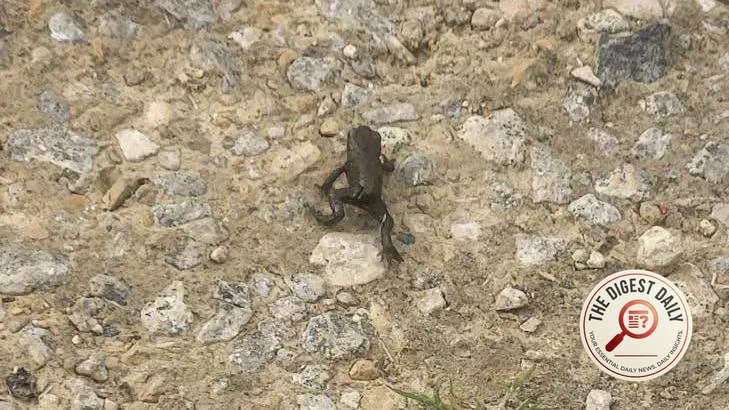 Too Hot to Hop: Migrating Frogs Shut Down Northumberland Parkrun