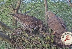 Under Watch: The Secret Lives of Sussex's Honey Buzzards Exposed