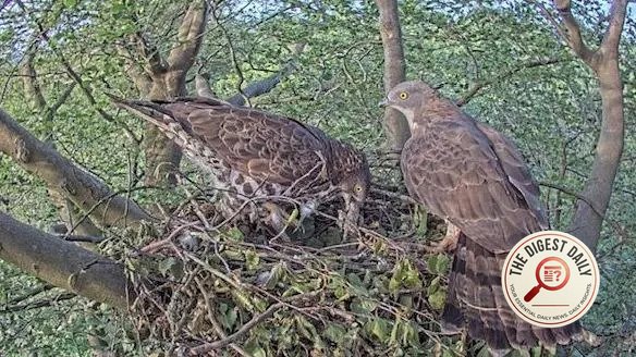 Under Watch: The Secret Lives of Sussex's Honey Buzzards Exposed