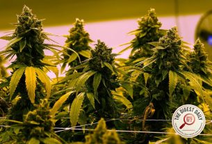 Virginia Finally Figures Out How to Sell the Weed It Legalized Five Years Ago