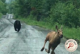 A Truck, a Bear, and a Moose: How One Maine Couple Ruined a Predator's Lunch