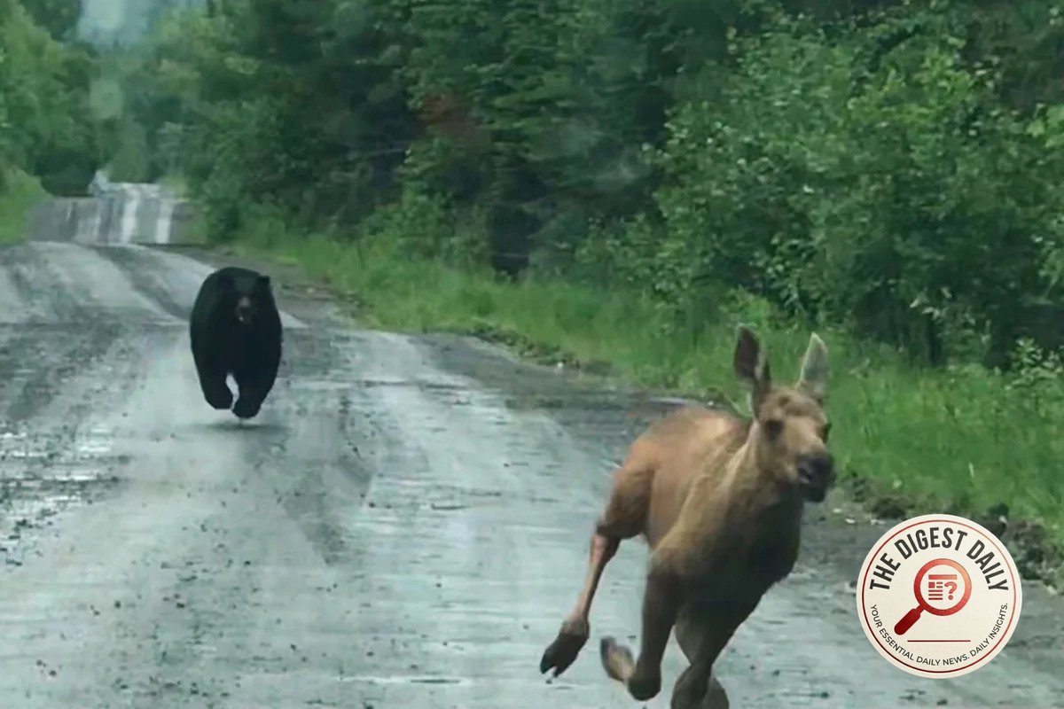 A Truck, a Bear, and a Moose: How One Maine Couple Ruined a Predator's Lunch