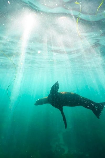 Feds Hunt Beachgoer Caught on Camera Kicking a San Diego Sea Lion