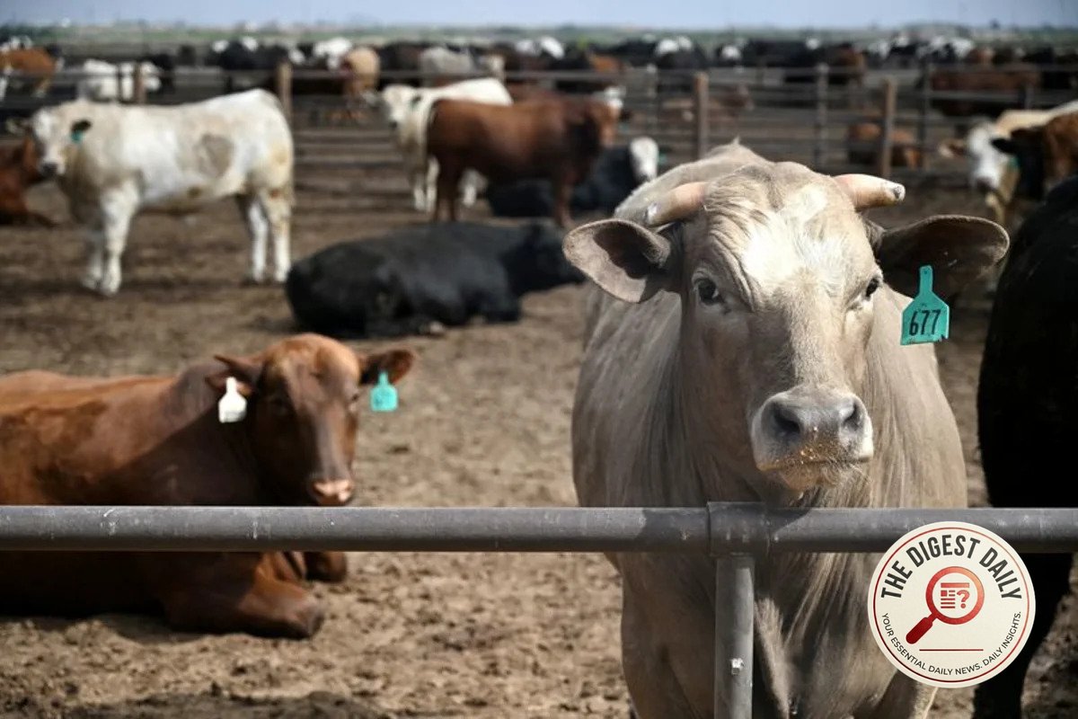 Holy Cow: Industry Skeptical Over USDA's Impossible Beef Export Numbers