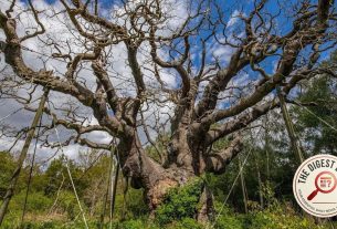 Sherwood Forest's Legendary Major Oak is Dead: Now the Rush is on to Save Its Ghost