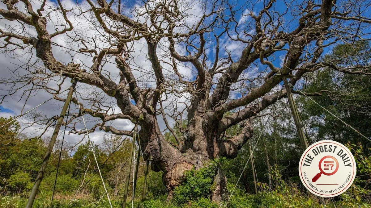 Sherwood Forest's Legendary Major Oak is Dead: Now the Rush is on to Save Its Ghost