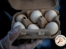Texas Egg Recall: 1.6 Million Dozen Shells Flagged for Salmonella